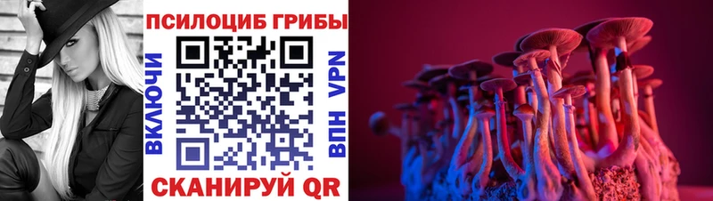 закладка  Мытищи  Галлюциногенные грибы Psilocybe 